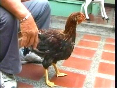 Chicken Born With Duck's Webbed Feet