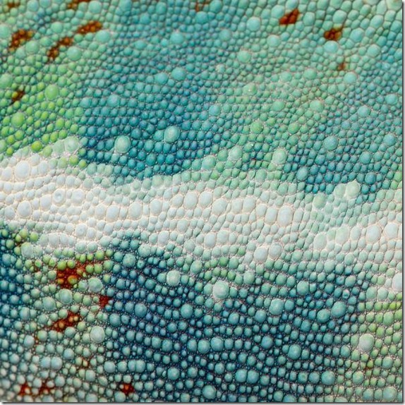 Close-Up On A Colorful Reptile Skin image from Bigstock