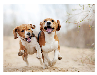 Exposing your Beagle to new environments, people, and other dogs is crucial for their mental well-being and helps prevent fear or aggression. Regular visits to dog parks, playdates with other dogs, or enrolling in group training classes are great ways to socialize your Beagle.