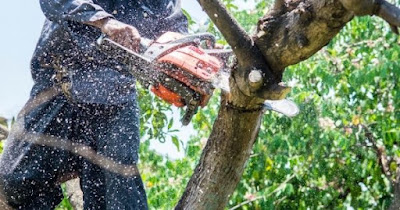 Everything You Need To Start a Tree Care Service