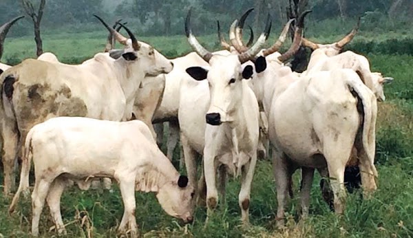 Keep your harvest donations (cow and rice) if you cannot do this.