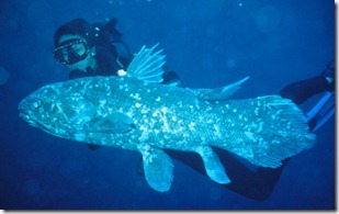 indonesia_coelacanth_2