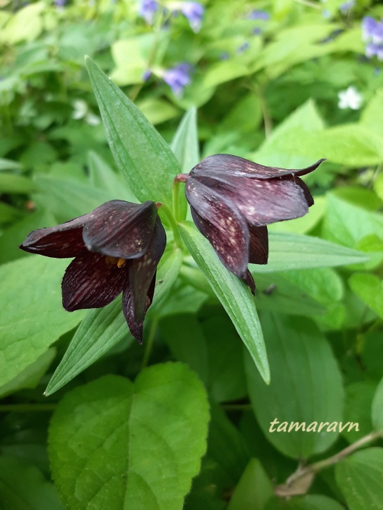 Рябчик камчатский (Fritillaria camschatcensis)