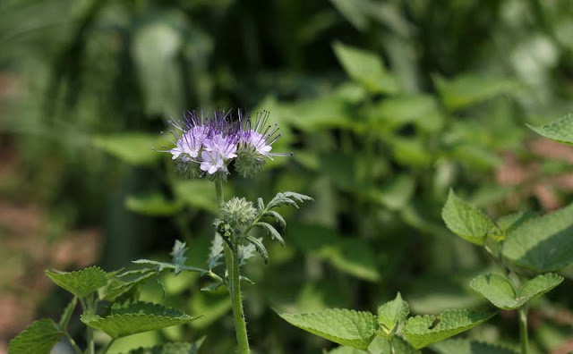 Phacelia Tanacetifolia Flowers Pictures