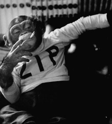 Smoking Monkey Seen On www.coolpicturegallery.us