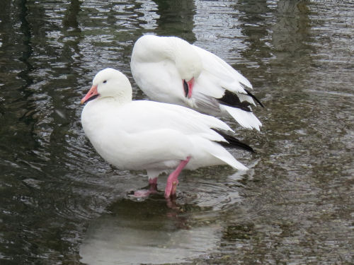 snow geese