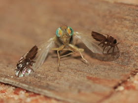 Ants on its Wings