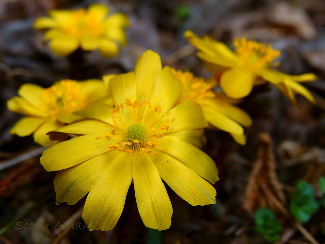 Adonis multiflola