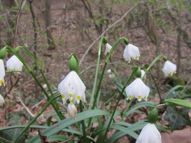 Leucojum vernum