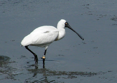 Royal spoonbill Platalea regia