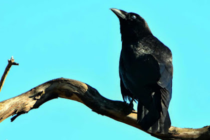 10 Fakta Menakjubkan Burung Jalak yang Harus Kamu Ketahui