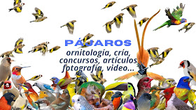 Pájaros