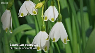 Summer Snowflakes