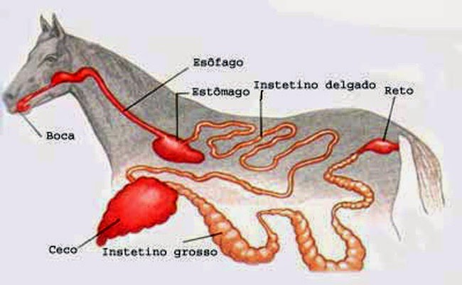 Anatomia del caballo, aparato digestivo del caballo, alimentacion caballo, cuidados del caballo