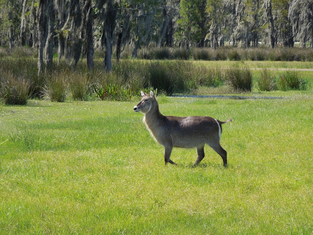 waterbuck