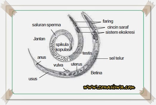 Mengenal Phylum Nemathelminthes Cacing