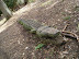 Sculpted crocodile in Rendlesham Forest