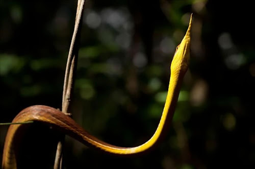 hutan batu madagaskar