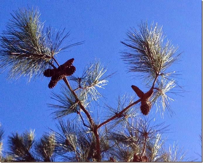 Pinecones