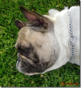 Juni-Juli 2011 080