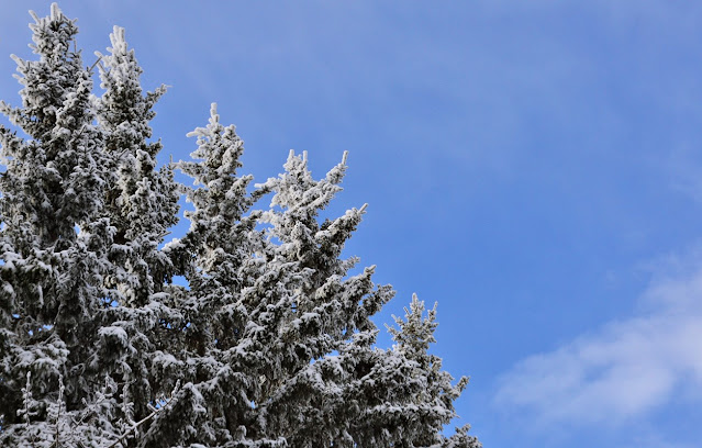 frost, trees, boreal forest, animism, cohanmagazine.blogspot.com