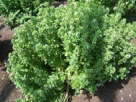 albahaca enana, variedad nana