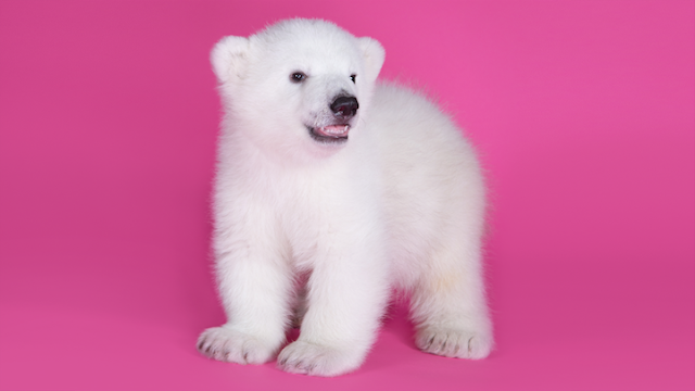 The cutest polar bear cub in the world