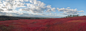 Photo of cranberry fields