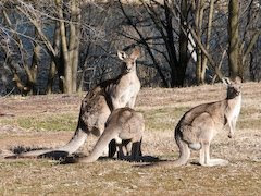 Kangaroos in Weston Park