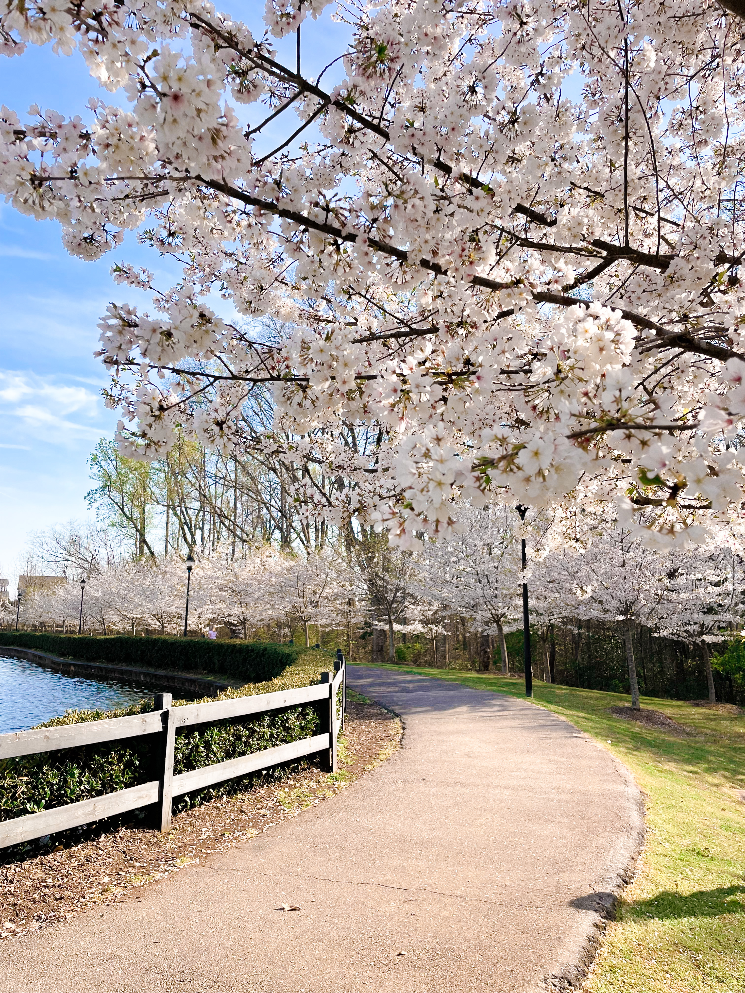 Legacy Park in Full Bloom in Spring