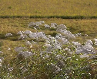 바람 소리는 뇌에 가장 순한 감각 자극이다