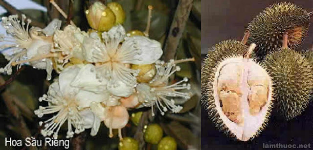 Sầu riêng (Durio zibethinus-Bombacaceae) - Trái cây mà mùi vị gây nhiều tranh luận