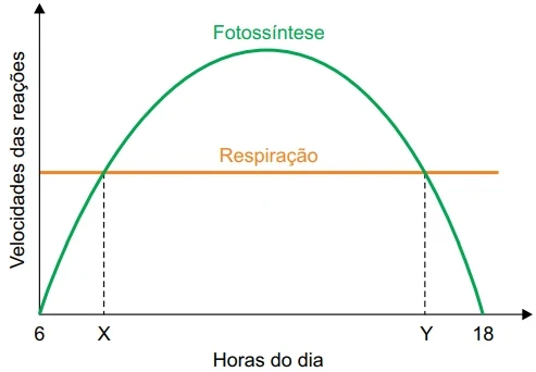 O gráfico mostra a variação da fotossíntese e da respiração dessa planta.