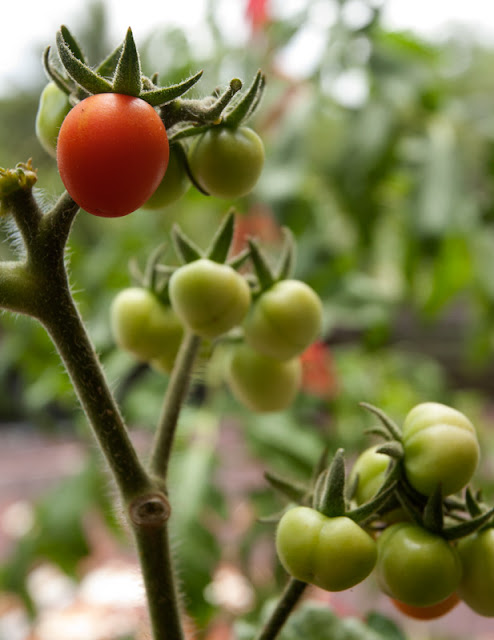 Developing tomatoes 96 days after sowing