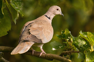 Collared dove DFBridgeman