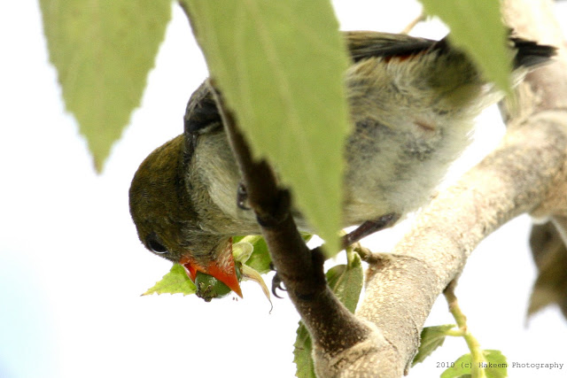 Scarlet-headed Flowerpecker Juvenile 5