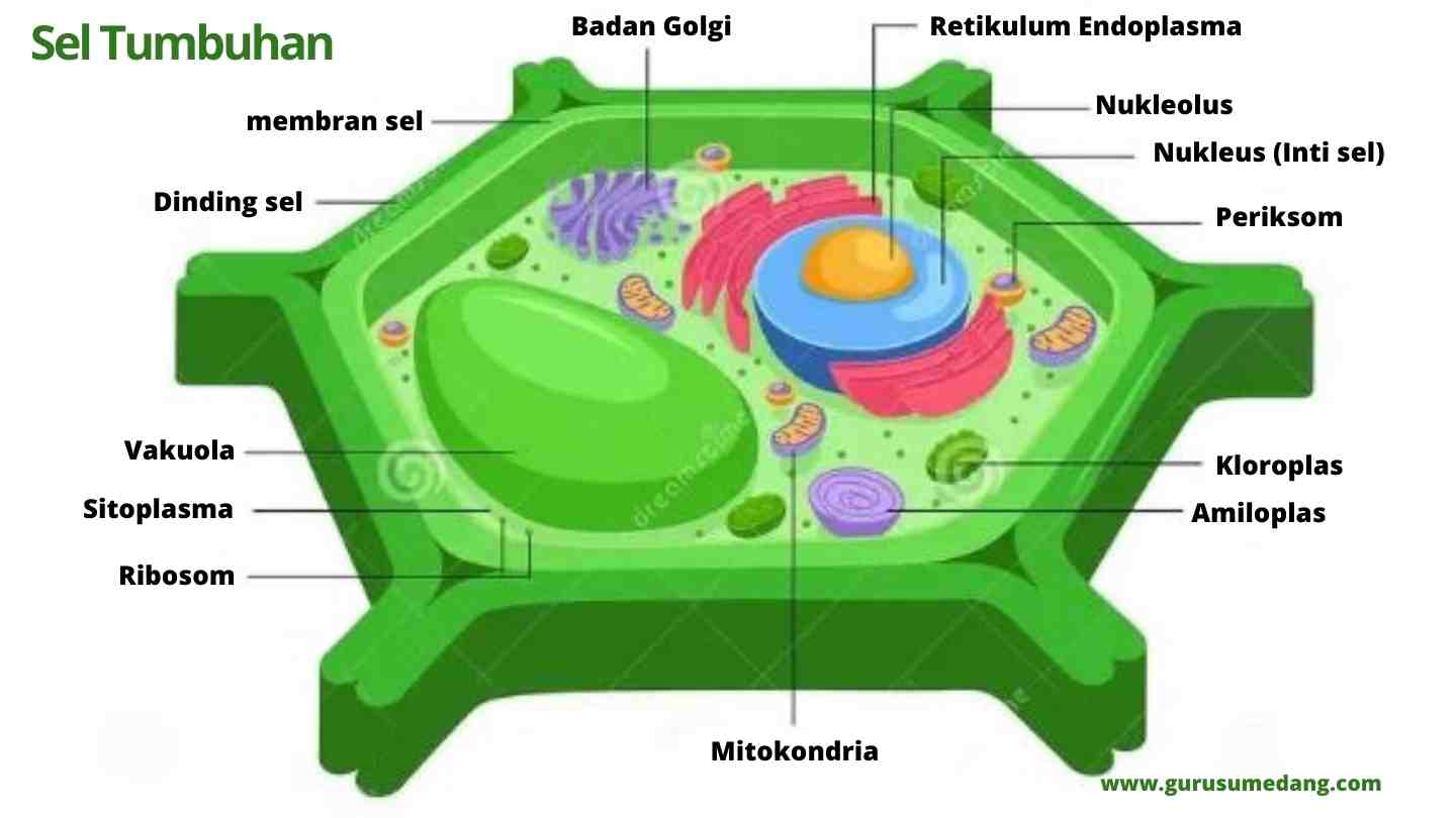 Клеточная стенка окраска. Plant Cell. Строение растительной клетки инфографика. Cell membrane and Cell Wall in Plant Cell.