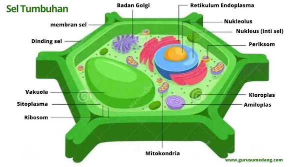 Dinding sel bagian terluar dari sel tumbuhan yang berfungsi melindungi sel tumbuhan. Dinding sel hanya dimiliki oleh tumbuhan dan beberapa organisme bersel satu.