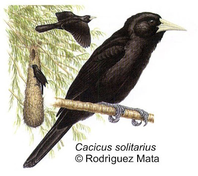 Boyero negro Cacicus solitarius