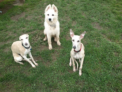 Himage et ses amis: lévrier whippet et berger blanc suisse