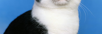 View Cat Breeds Black And White PNG
