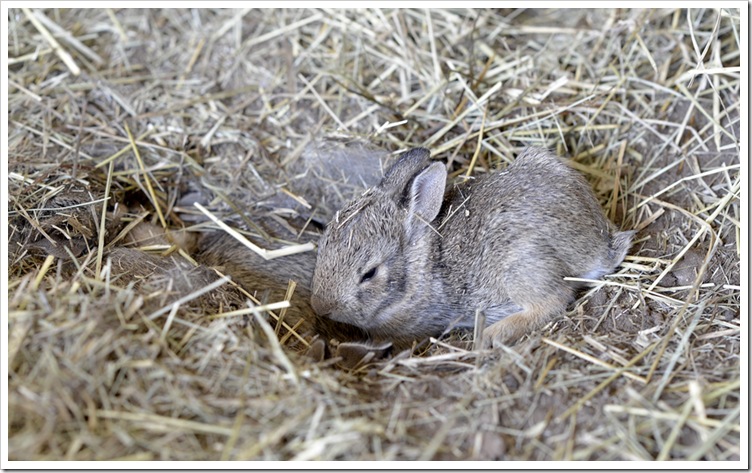 spring -baby rabbits 030 Fb