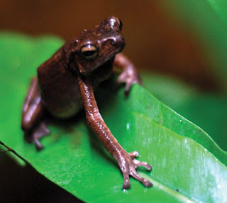 african tree toad