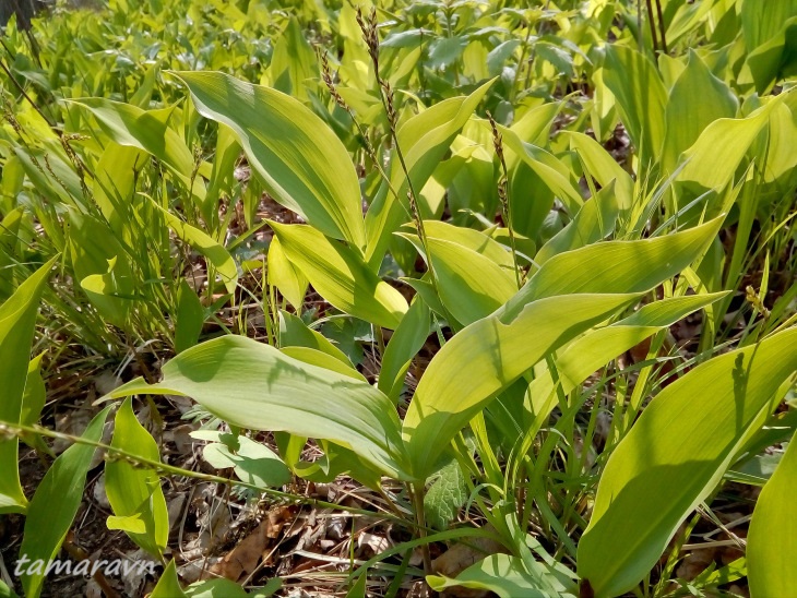 Ландыш Кейзке / Ландыш маньчжурский (Convallaria keiskei)