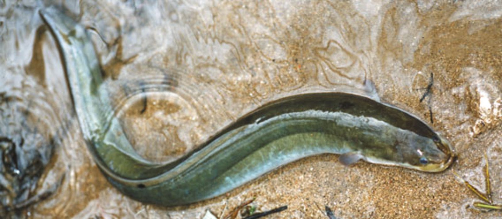 Animales Curiosos El Increible Viaje De La Anguila