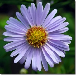 aster-flower aster-flower