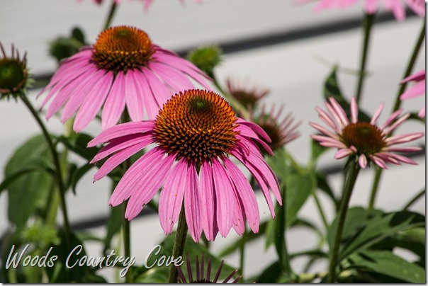 JULY 2016 (66 of 79)