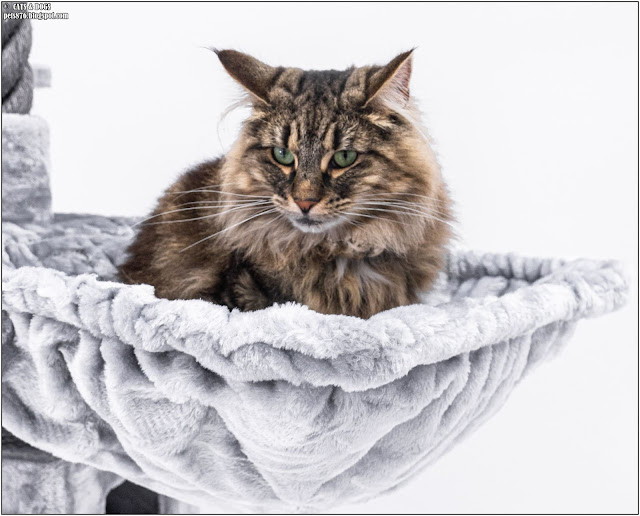 norwegian forest cat