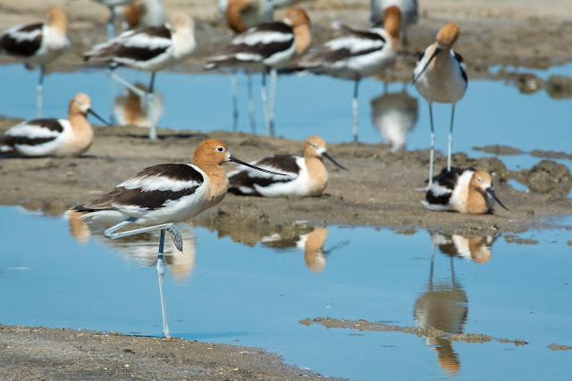 American Avocets, Rollover Pass