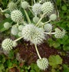 what is it